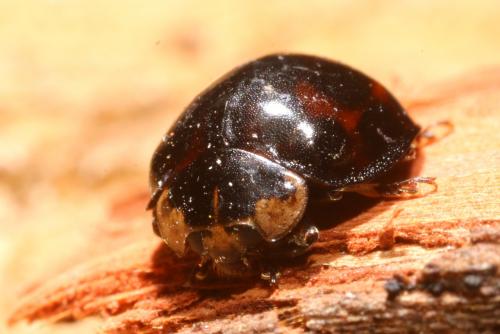 Harmonia axyridis